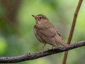 Swainson's Thrush - Dauphin Island - Shell Mound Park, Mobile County, AL, May 5, 2021