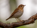 Veery - Dauphin Island - Shell Mound Park, Mobile County, AL, May 5, 2021