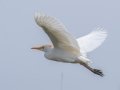 Cattle Egret - APRIL 13 2022 - Dauphin Island - Fort Gaines - Montgomery County - AL