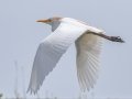 Cattle Egret - APRIL 13 2022 - Dauphin Island - Fort Gaines - Montgomery County - AL