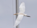 Cattle Egret - APRIL 13 2022 - Dauphin Island - Fort Gaines - Montgomery County - AL