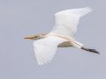 Cattle Egret - APRIL 13 2022 - Dauphin Island - Fort Gaines - Montgomery County - AL
