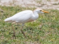 Cattle Egret - APRIL 13 2022 - Dauphin Island - Fort Gaines - Montgomery County - AL