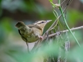 Worm-eating Warbler - APRIL 13 2022 - Dauphin Island - Shell Mound Park - Mobile County - AL