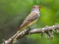 Great-crested Flycatcher - APRIL 13 2022 - Dauphin Island - Shell Mound Park - Mobile County - AL