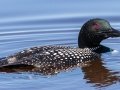 Common Loon - Bayou La Batre Boat Launch, Mobile County, AL, May 6, 2021