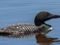 Common Loon - Bayou La Batre Boat Launch, Mobile County, AL, May 6, 2021