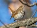 Hermit Thrush - Wheeler NWR--Visitors Center (NABT 16), Morgan, Alabama, January 22, 2022