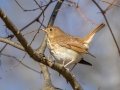 Hermit Thrush - Wheeler NWR--Visitors Center (NABT 16), Morgan, Alabama, January 22, 2022