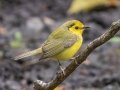Hooded Warbler - APRIL 13 2022 - Dauphin Island - Shell Mound Park - Mobile County - AL