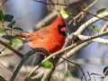 Northern Cardinal - Wheeler NWR--Visitors Center (NABT 16), Morgan, Alabama, January 22, 2022