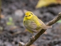 Hooded Warbler - APRIL 13 2022 - Dauphin Island - Shell Mound Park - Mobile County - AL