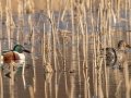 Northern Shovelers - Wheeler NWR--White Springs Dike (NABT 20), Limestone, January 22, 2022