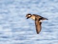 Bufflehead - Wheeler NWR--White Springs Dike (NABT 20), Limestone, January 22, 2022