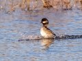 Bufflehead - Wheeler NWR--White Springs Dike (NABT 20), Limestone, January 22, 2022