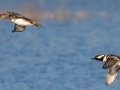 Hooded Mergansers - Wheeler NWR--White Springs Dike (NABT 20), Limestone, January 22, 2022