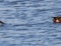 Northern Shovelers - Wheeler NWR--White Springs Dike (NABT 20), Limestone, January 22, 2022