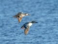 Northern Shovelers - Wheeler NWR--White Springs Dike (NABT 20), Limestone, January 22, 2022