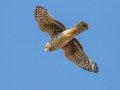 Northern Harrier - Swan Creek WMA, Limestone, Alabama, January 24, 2022