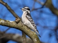 Downy Woodpecker - Swan Creek WMA, Limestone, Alabama,, January 24, 2022