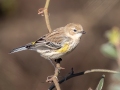 Yellow-rumped Warbler - Swan Creek WMA, Limestone, Alabama,, January 24, 2022