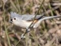 Tufted Titmouse - Swan Creek WMA, Limestone, Alabama,, January 24, 2022