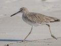 Willet - Dauphin Island Pier, Mobile County,  AL, Oct 6-10, 2021