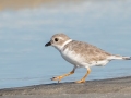 Piping Plover - Dauphin Island Pier, Mobile County,  AL, Oct 6-10, 2021
