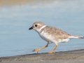 Piping Plover - Dauphin Island Pier, Mobile County,  AL, Oct 6-10, 2021