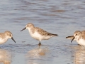 Western Sandpipers - Dauphin Island Pier, Mobile County,  AL, Oct 6-10, 2021