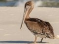 Brown Pelican - Dauphin Island Pier, Mobile County,  AL, Oct 6-10, 2021