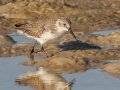 Western Sandpiper - Dauphin Island Pier, Mobile County,  AL, Oct 6-10, 2021