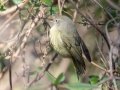 Orange-crowned Warbler - Swan Creek WMA, Limestone, Alabama, January 24, 2022