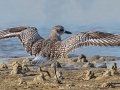 Black-bellied Plover - Dauphin Island Pier, Mobile County,  AL, Oct 6-10, 2021