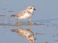 Piping Plover - Dauphin Island Pier, Mobile County,  AL, Oct 6-10, 2021