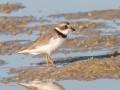 Semipalmated Plover - Dauphin Island Pier, Mobile County,  AL, Oct 6-10, 2021