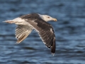 Great Black-backed Gull - Dauphin Island Pier, Mobile County,  AL, Oct 6-10, 2021