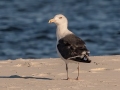 Great Black-backed Gull - Dauphin Island Pier, Mobile County,  AL, Oct 6-10, 2021