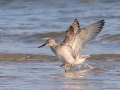 Red Knot - Dauphin Island Pier, Mobile County,  AL, Oct 6-10, 2021