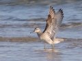 Red Knot - Dauphin Island Pier, Mobile County,  AL, Oct 6-10, 2021