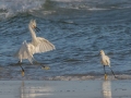 Snowy Egrets - Dauphin Island Pier, Mobile County,  AL, Oct 6-10, 2021
