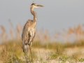 Great Blue Heron - Dauphin Island Pier, Mobile County,  AL, Oct 6-10, 2021