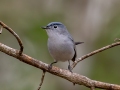 Blue-gray Gnatcatcher - APRIL 12 2022 - Splinter Hill Bog TNC Preserve – Baldwin County - AL