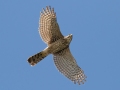 Cooper's Hawk - Shell Mound Park, Dauphin Island, Mobile County, Oct 9, 2021