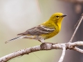 Pine Warbler - APRIL 12 2022 - Splinter Hill Bog TNC Preserve – Baldwin County - AL