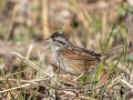 Swamp Sparrow - Wheeler NWR--White Springs Dike (NABT 20), Limestone, Alabama, January 22, 2022