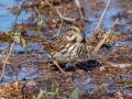 Song Sparrow - Wheeler NWR--White Springs Dike (NABT 20), Limestone, Alabama, January 22, 2022