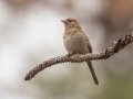 Bachman's Sparrow - APRIL 12 2022 - Splinter Hill Bog TNC Preserve – Baldwin County - AL