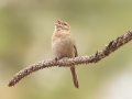 Bachman's Sparrow - APRIL 12 2022 - Splinter Hill Bog TNC Preserve – Baldwin County - AL