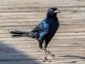 Boat-tailed Grackle - Cedar Point, Dauphin Island, Mobile County, Oct 10, 2021